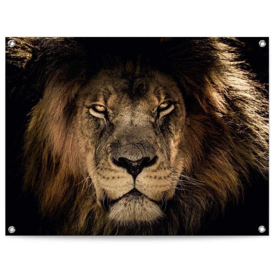 Tuinposter Leeuw 60x80 Cm Bruin 3 Tuinposter Leeuw 60x80 Cm Bruin