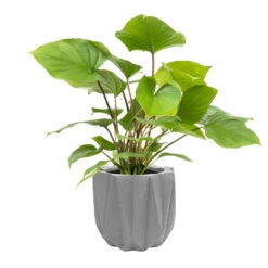 QUVIO Bloempot Cement 15 X 15 X 14 Cm - Licht Grijs