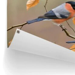 Tuinposter Goudvink 60x80 Cm Oranje 8 Tuinposter Goudvink 60x80 Cm Oranje -Populair Tuinmeubilair 1000088338 0102