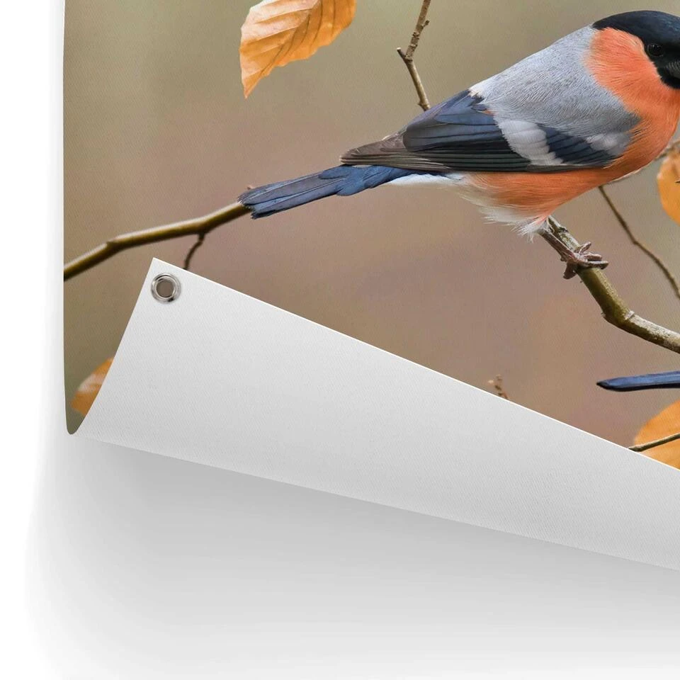 Tuinposter Goudvink 60x80 Cm Oranje 5 Tuinposter Goudvink 60x80 Cm Oranje - Afbeelding 3