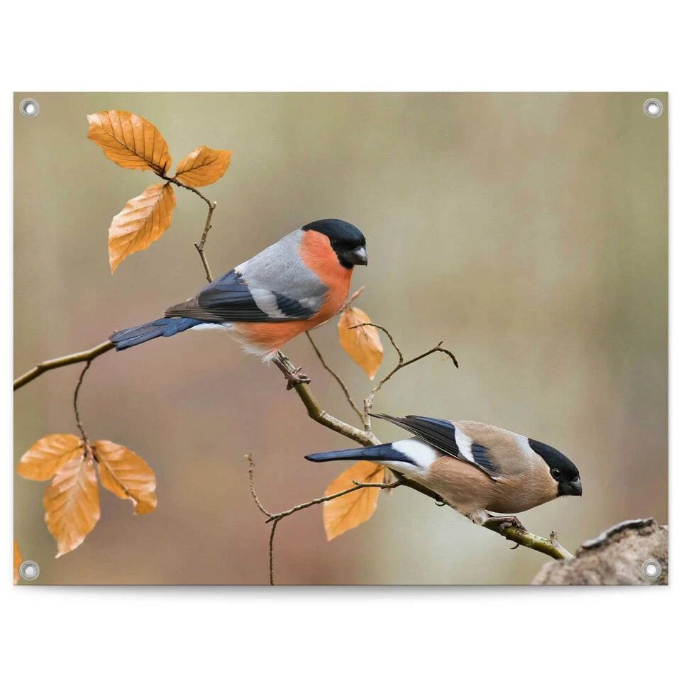 Tuinposter Goudvink 60x80 Cm Oranje 3 Tuinposter Goudvink 60x80 Cm Oranje