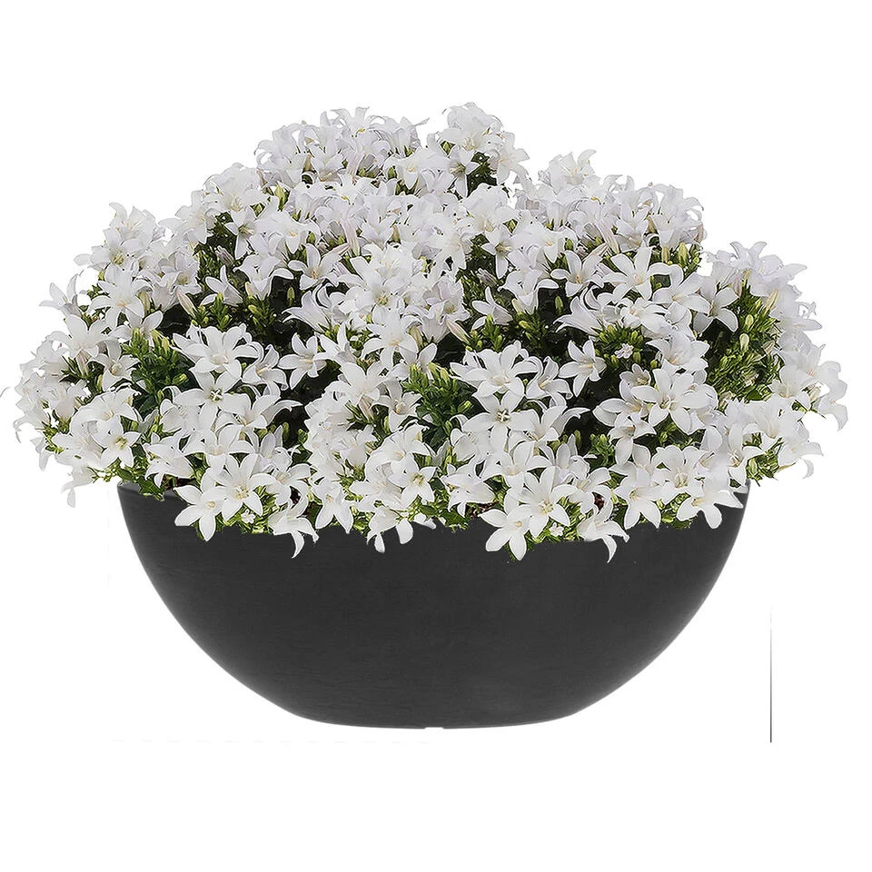 Merkloos Bloempot - Schaal - Ovaal - Antraciet - Geschikt Voor Buiten - 52 Cm 4 Merkloos Bloempot - Schaal - Ovaal - Antraciet - Geschikt Voor Buiten - 52 Cm - Afbeelding 2