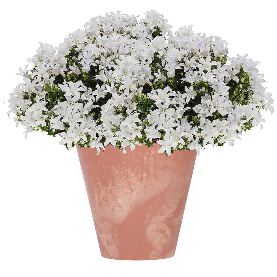 Prosperplast Bloempot - Terracotta - Betonlook - Kunststof - 25 Cm 4 Prosperplast Bloempot - Terracotta - Betonlook - Kunststof - 25 Cm - Afbeelding 2