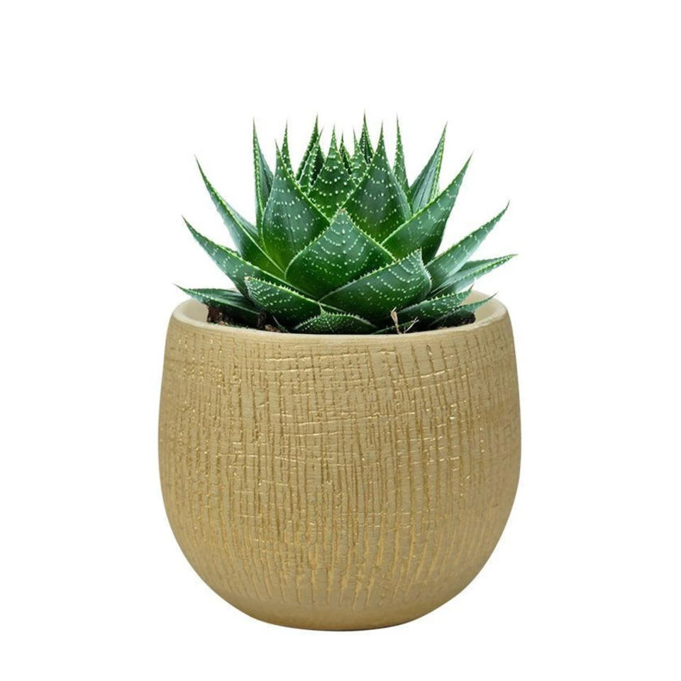 Steege Plantenpot - Keramiek - Beige - 15 X 13 Cm 4 Steege Plantenpot - Keramiek - Beige - 15 X 13 Cm - Afbeelding 2